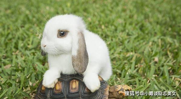 属相每月运势2023_2023年12属相每月运势_属相每月运势