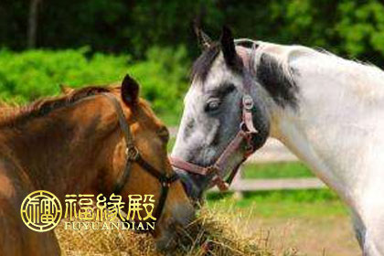 配对属相婚配表_婚姻属相配对相克的_属相与配对