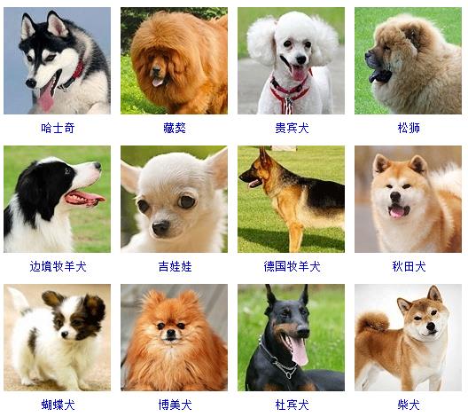 宠物取名大全可爱的_取名宠物可爱大全女孩_取名字宠物大全