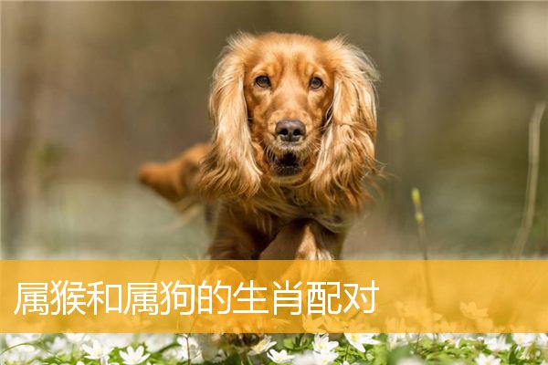 属狗的男人属相婚配表_属相狗男和什么属相配_属相婚配属狗配什么不合适