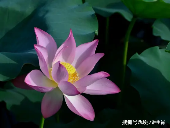 属相财运配对_财运生肖配对_属相配对准确吗