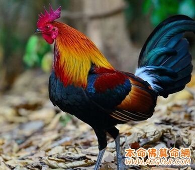 2021年有添丁之喜的生肖有哪些,牛宝宝出世旺父母 2021年有添丁之喜的生肖有哪些,牛宝宝出世旺父母